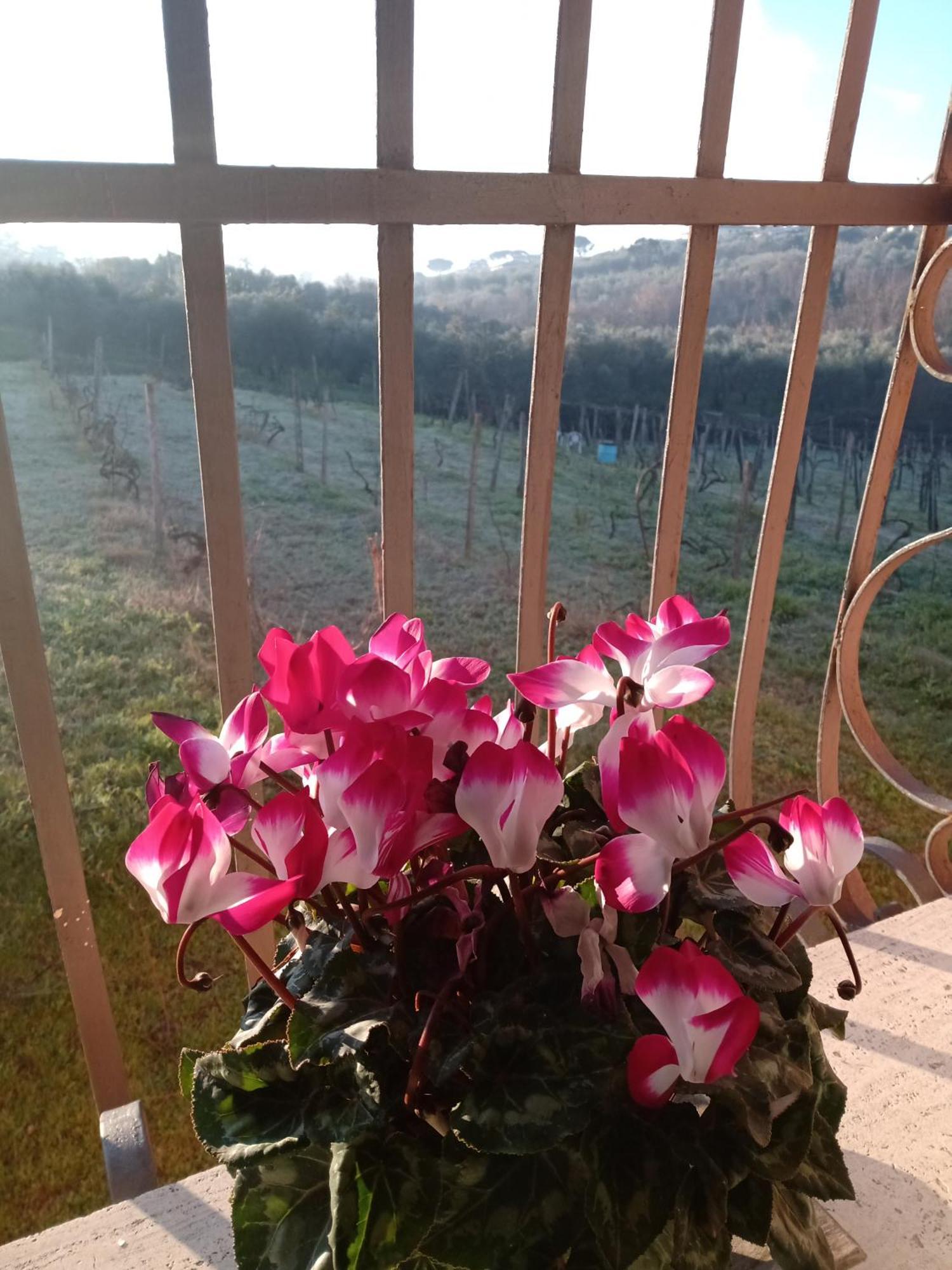 Poggio Agli Ulivi Villa Frascati Exteriör bild
