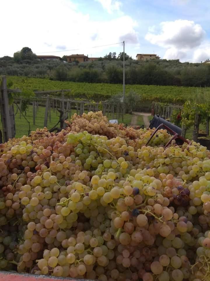 Poggio Agli Ulivi Villa Frascati Exteriör bild